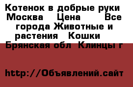 Котенок в добрые руки. Москва. › Цена ­ 5 - Все города Животные и растения » Кошки   . Брянская обл.,Клинцы г.